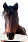 Picture of Morgan gelding with burdock in his forelock looking over a fence