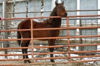 Picture of Morgan horse behind fence