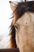 Picture of Morgan horse close up