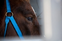 Picture of Morgan horse close up