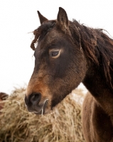 Picture of Morgan horse eating hay in winter