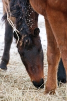 Picture of Morgan horse eating hay