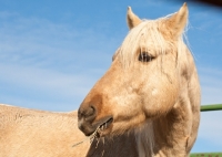 Picture of Morgan Horse eating hay