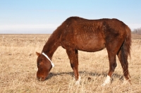 Picture of Morgan Horse grazing
