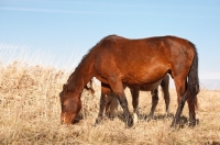 Picture of Morgan Horse grazing