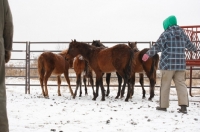 Picture of Morgan Horse huddled up together