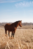 Picture of Morgan Horse in field