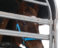 Picture of Morgan horse in horse box