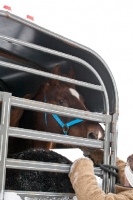Picture of Morgan horse in horse box