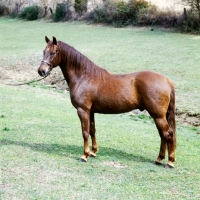 Picture of morgan horse in usa, traditional style