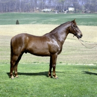 Picture of morgan horse in usa, traditional