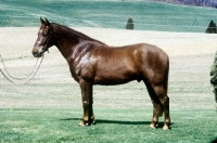 Picture of morgan horse in usa
