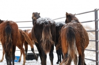 Picture of Morgan Horse in winter, back view
