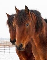 Picture of Morgan Horse in winter, portrait