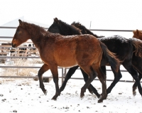 Picture of Morgan Horse in winter, walking