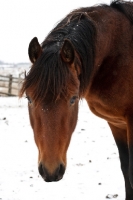 Picture of Morgan horse in winter