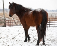 Picture of Morgan Horse in winter