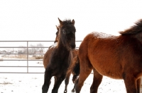 Picture of Morgan Horse in winter