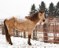 Picture of Morgan Horse in winter