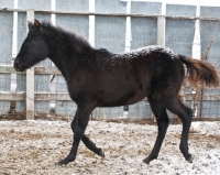 Picture of Morgan Horse in winter