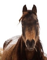 Picture of Morgan horse looking at camera