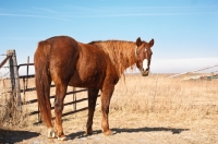 Picture of Morgan Horse near fence