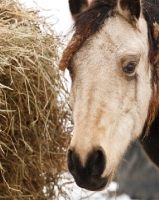 Picture of Morgan horse near hay
