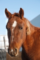 Picture of Morgan Horse portrait, brown colour