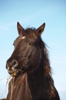 Picture of Morgan Horse portrait, chewing hay