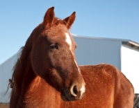 Picture of Morgan Horse portrait, looking away