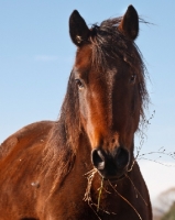 Picture of Morgan horse portrait, looking at camera