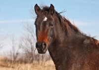 Picture of Morgan Horse portrait, looking towards camera