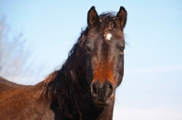 Picture of Morgan Horse portrait, looking at camera