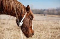 Picture of Morgan Horse portrait, profile