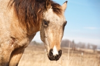 Picture of Morgan Horse portrait, snip marking. Rescue Horse. Iowa.