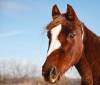 Picture of Morgan Horse portrait