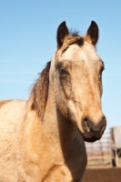 Picture of Morgan Horse portrait