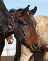 Picture of Morgan Horse portrait