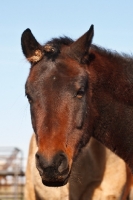 Picture of Morgan Horse portrait