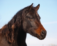 Picture of Morgan Horse portrait