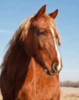 Picture of Morgan Horse portrait