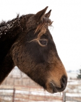 Picture of Morgan horse profile