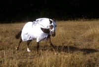 Picture of morgan horse running in australian turnout rug