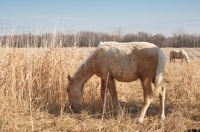 Picture of Morgan Horse side view, grazing