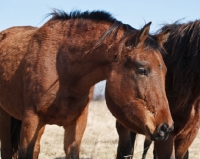 Picture of Morgan Horse side view