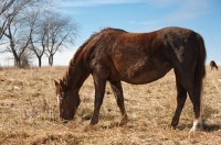 Picture of Morgan Horse side view