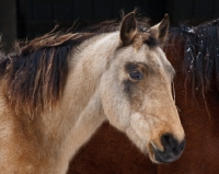 Picture of Morgan horse side view