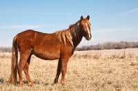 Picture of Morgan Horse side view