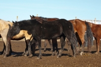 Picture of Morgan Horse side view