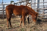 Picture of Morgan Horse side view